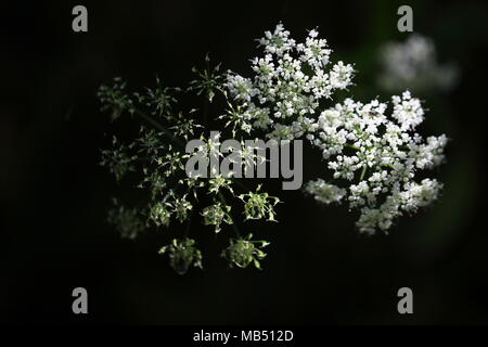 Gypsophila isolé sur fond noir. Profondeur de champ. Banque D'Images