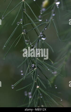 Branches d'asperges avec de l'eau fond gouttes dans la nature Banque D'Images