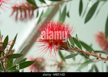 Cliff bottlebrush Callistemon comboynensis (arbuste) au Royal Botanic Gardens à Kew, Londres, UK Banque D'Images