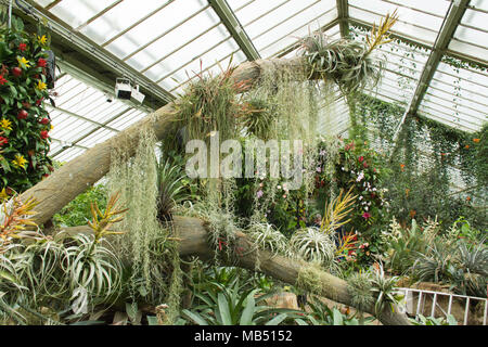 Affichage de broméliacées et d'orchidées tropicales dans le Princess of Wales conservatory, Jardins botaniques royaux de Kew, Londres, UK Banque D'Images