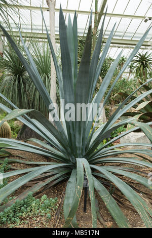 (Agave tequilana agave bleu) dans le Princess of Wales conservatory, Jardins botaniques royaux de Kew, Londres, UK Banque D'Images