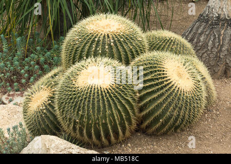 Bateau à quille, ou golden barrel cactus, dans le Princess of Wales conservatory, Jardins botaniques royaux de Kew, Londres, UK Banque D'Images