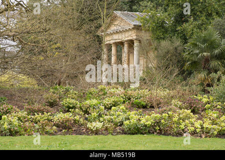 Frontière de printemps planté de graines hellébores au Royal Botanic Gardens à Kew, Londres, UK Banque D'Images