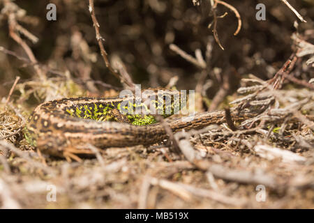 Sable mâle (lézard Lacerta agilis) au soleil sur la lande à Surrey, UK Banque D'Images