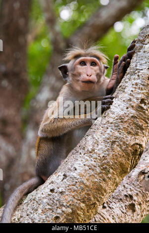 Close up vertical de la toque macaque sitting in a tree in Sri Lanka. Banque D'Images