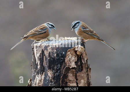 Rock Bruants (Emberiza cia), deux oiseaux mâles assis sur une souche d'arbre, Tyrol, Autriche Banque D'Images