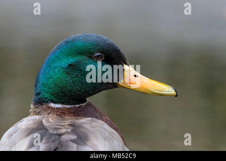 Le Canard colvert (Anas platyrhynchos), homme, animal portrait, Tyrol, Autriche Banque D'Images