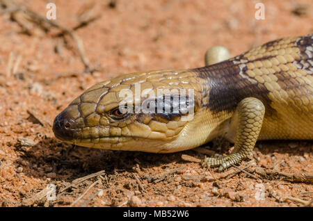 Tiliqua occipital, western blue-tongued lizard, les animaux australiens Banque D'Images