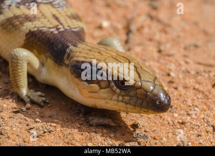 Tiliqua occipital, western blue-tongued lizard, les animaux australiens Banque D'Images