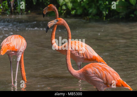 Ou des Caraïbes flamingo, le parc ornithologique de Jurong, à Singapour Banque D'Images