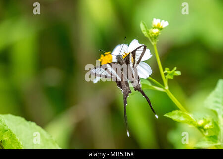 White (Lamproptera Dragontail curius) sur la consommation Banque D'Images