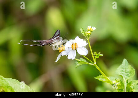 White (Lamproptera Dragontail curius) sur la consommation Banque D'Images