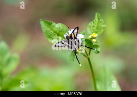 White (Lamproptera Dragontail curius) sur la consommation Banque D'Images