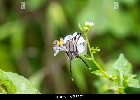 White (Lamproptera Dragontail curius) sur la consommation Banque D'Images