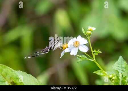 White (Lamproptera Dragontail curius) sur la consommation Banque D'Images