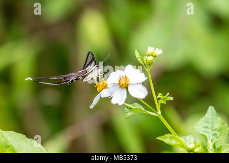 White (Lamproptera Dragontail curius) sur la consommation Banque D'Images