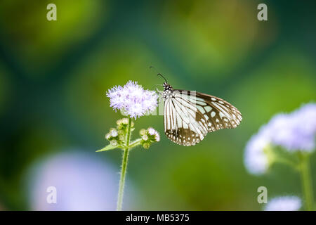 Tigre vitreux (Parantica aglea) perching on plant Banque D'Images