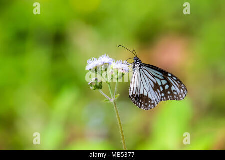 Tigre vitreux (Parantica aglea) perching on plant Banque D'Images