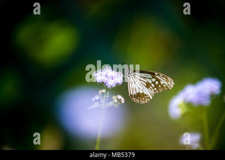 Tigre vitreux (Parantica aglea) perching on plant Banque D'Images