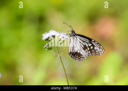 Tigre vitreux (Parantica aglea) perching on plant Banque D'Images