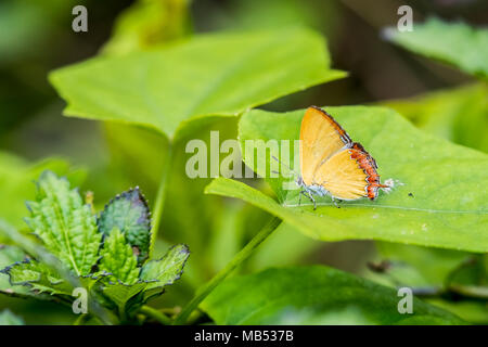 Saphir violet perching on plant Banque D'Images