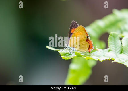 Saphir violet perching on plant Banque D'Images