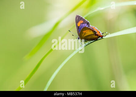 Saphir violet (Heliophorus epicles) perching on plant Banque D'Images