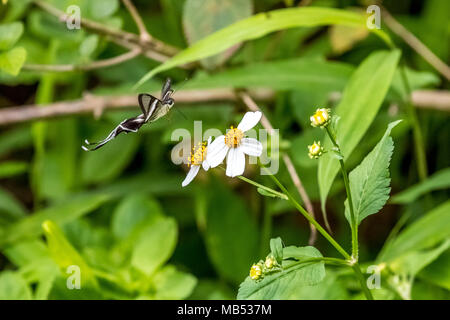 White (Lamproptera Dragontail curius) sur la consommation Banque D'Images