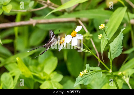 White (Lamproptera Dragontail curius) sur la consommation Banque D'Images