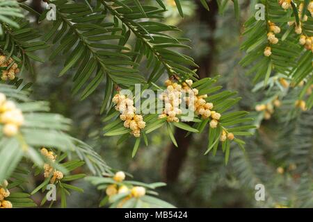 Fleurs mâles de l'if européen, Taxus baccata Banque D'Images