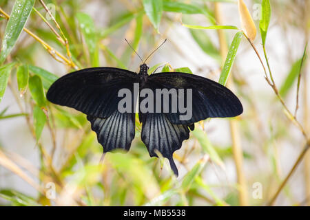 Black Swallowtail Butterfly (Papilio polytes, mormon commun) Banque D'Images