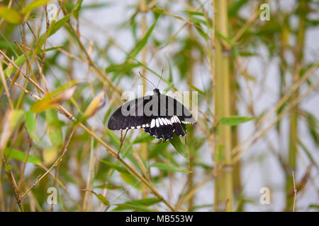 Mormon Papilio polytes (commune) sur une usine en bambou. Banque D'Images