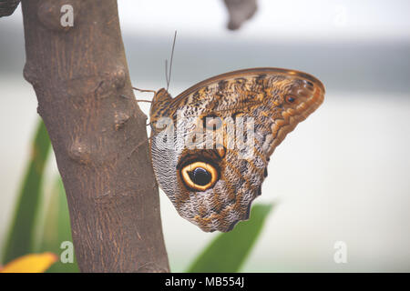 Papillon caligo memnon (OWL) sur une branche d'arbre Banque D'Images