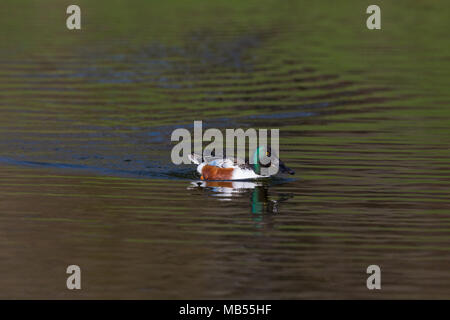 Le canard souchet mâle de couleur naturelle (Anas clypeata) natation, en miroir Banque D'Images