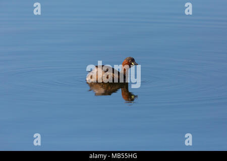 Peu naturel d'oiseaux grebe (tachybaptus ruficollis) reflète dans l'eau, de Soleil bleu Banque D'Images