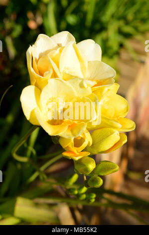 Close-up d'un bouquet de Freesias jaunes, l'arrière-plan, la nature Banque D'Images