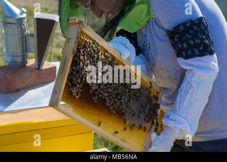 Cadres d'une ruche. La récolte du miel de l'apiculteur. L'abeille fumeur est utilisé pour calmer les abeilles avant dépose du châssis. L'inspection de l'apiculteur Ruche Banque D'Images