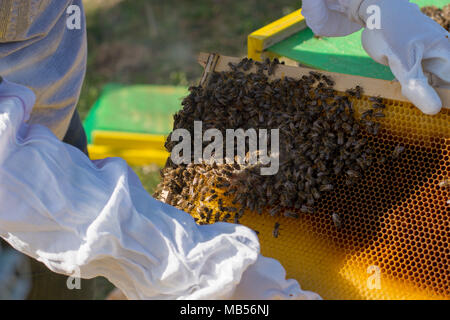 Cadres d'une ruche. La récolte du miel de l'apiculteur. L'abeille fumeur est utilisé pour calmer les abeilles avant dépose du châssis. L'inspection de l'apiculteur Ruche Banque D'Images