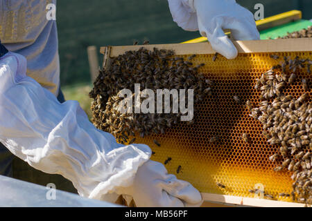 Cadres d'une ruche. La récolte du miel de l'apiculteur. L'abeille fumeur est utilisé pour calmer les abeilles avant dépose du châssis. L'inspection de l'apiculteur Ruche Banque D'Images