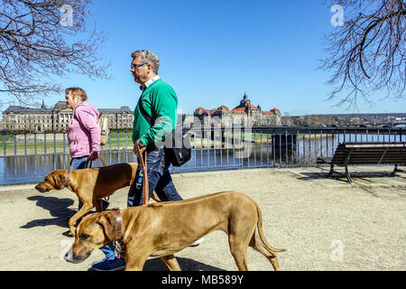 Personnes touristes marchant avec deux chiens Rhodesian Ridgeback, Dresde Brühl's Terrace Dresde Saxe Allemagne Europe Banque D'Images