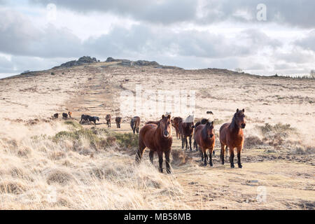 Poneys Dartmoor sur Bellever tor Dartmoor National Park devon uk Banque D'Images