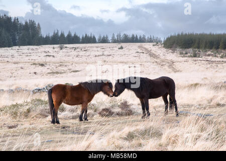 Deux poneys dartmoor nez touchant le parc national du Dartmoor Devon uk Banque D'Images