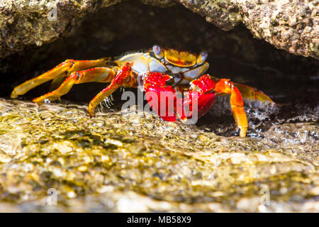 Gros plan d'une Sally Lightfoot Crab lumineux sur les rochers, Palm Island, Saint Vincent et les Grenadines, dans les Caraïbes. Banque D'Images