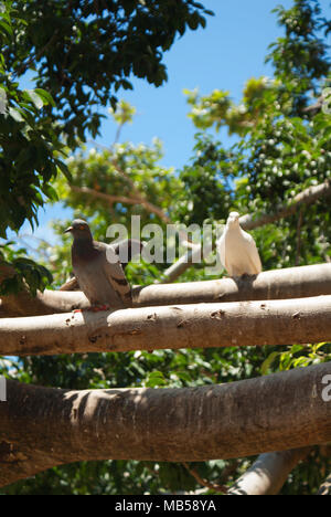 Une colombe blanche avec deux pigeons perchés sur les grandes branches d'arbre. Banque D'Images