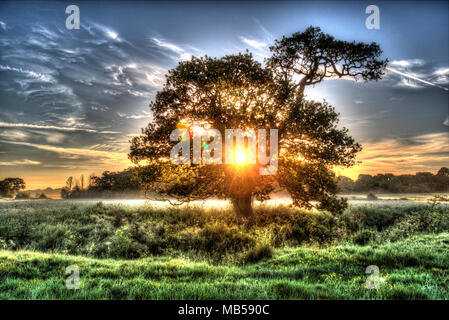 Village de Coddington, Angleterre. Lever du soleil sur un pâturage artistique domaine de l'agriculture et de l'établissement Oak tree in rural Cheshire. Banque D'Images