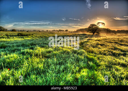 Village de Coddington, Angleterre. Lever du soleil sur un pâturage artistique domaine de l'agriculture et de l'établissement Oak tree in rural Cheshire. Banque D'Images