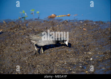 Foulque d'Amérique (Fulica americana) à la recherche de nourriture le long du bord du lac Chapala, Jalisco, Mexique, Jocotopec Banque D'Images