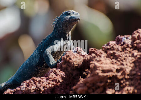 Sous-espèce de l'iguane marin des Galapagos (Amblyrhynchus cristatus) wikelskii, cette sous-espèce est considérée en danger et se trouve sur l'Ile Rabida. Banque D'Images