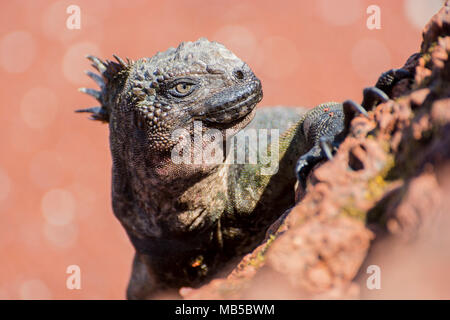 Sous-espèce de l'iguane marin des Galapagos (Amblyrhynchus cristatus) wikelskii, cette sous-espèce est considérée en danger et se trouve sur l'Ile Rabida. Banque D'Images