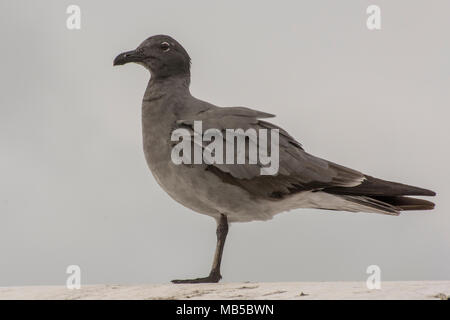 Une mouette de lave (Leucophaeus fuliginosus) des îles Galapagos. Cette espèce est considérée comme la plus rare des espèces de goélands dans le monde. Banque D'Images